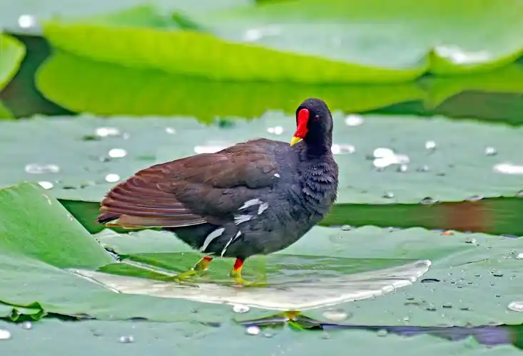 额甲鲜红的黑水鸡