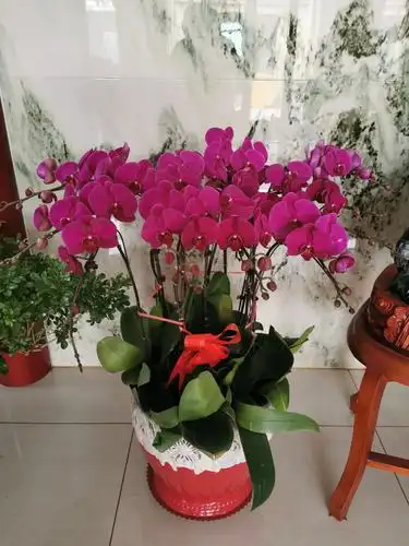 2020春节家里的鲜花盛开