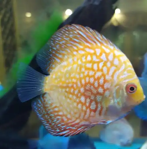 七彩神仙鱼 - 美篇