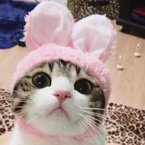 女生头像 可爱头像 喵星人(转载自微博)