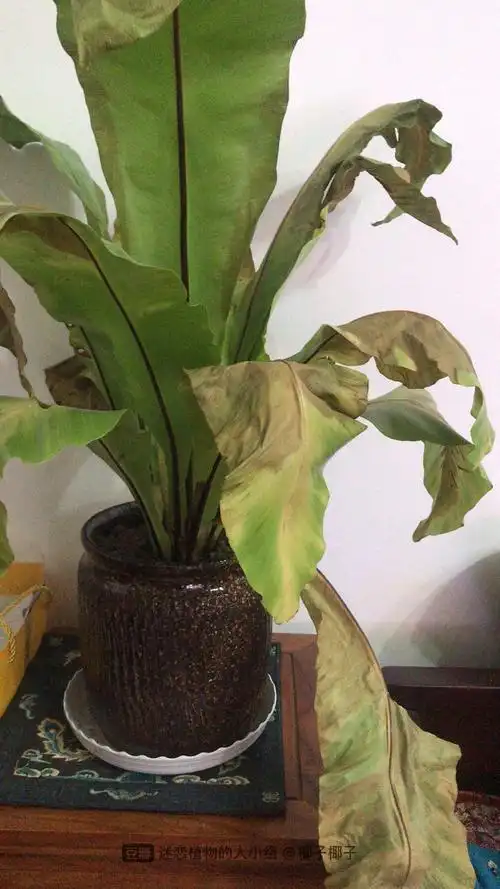 求助|鸟巢蕨一蹶不振