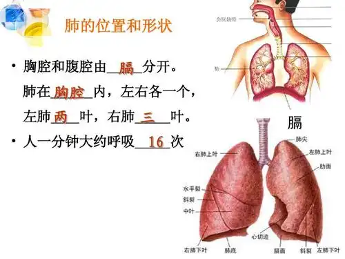 2[2]肺泡与血液的气体交换ppt 肺的位置和形状   胸腔和腹腔由