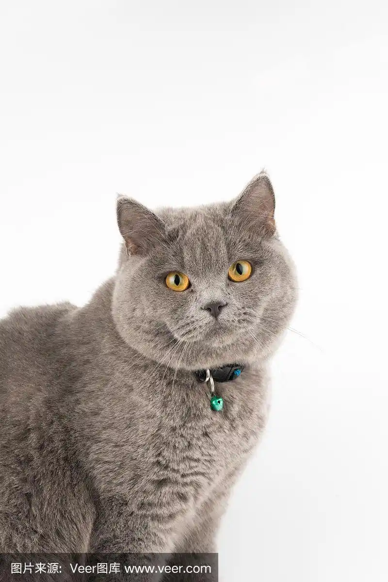 年轻的英国短毛猫