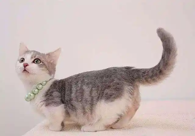 猫尾巴有23块骨头,一块也不能拽!拽了会怎样?看完你就知道了