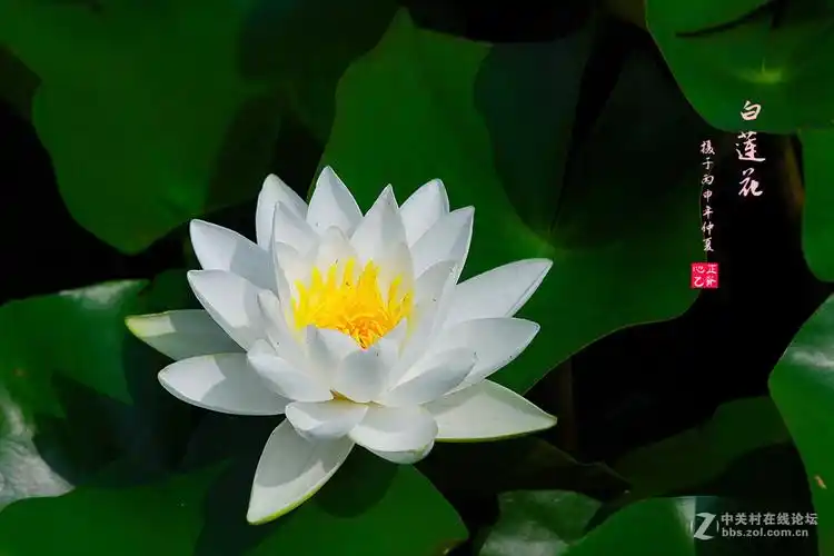 白莲花