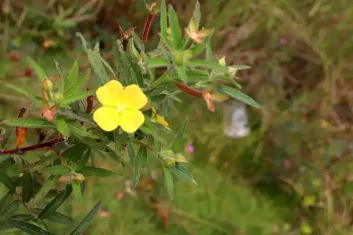 【认认身边的植物】毛草龙(中药名★本土野生植物)