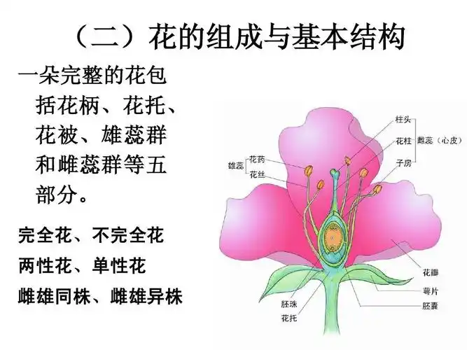 植物学实验6 花ppt