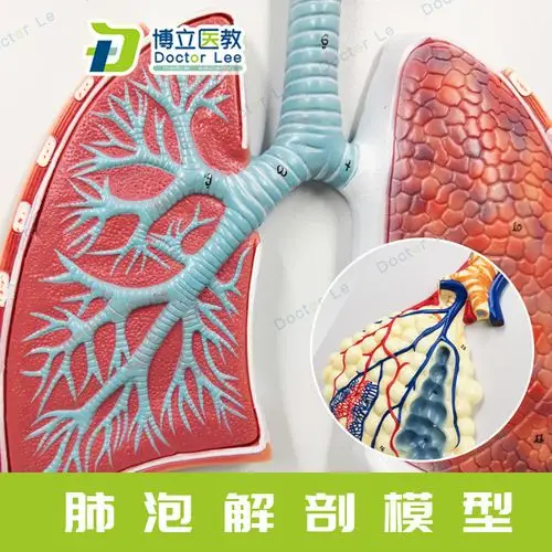 人体呼吸系统解剖模型 肺解剖呼吸系统浮雕模型 肺泡放大解剖模型
