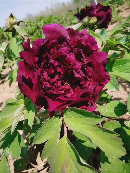 烟笼紫牡丹鲜切花