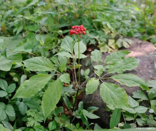 花旗参植物:营养佳品与保健良药