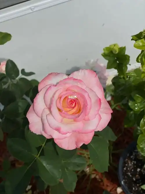 大一朵,且粉粉的颜色,仙气飘飘,今年的第一波花出来了,在北佛罗里达