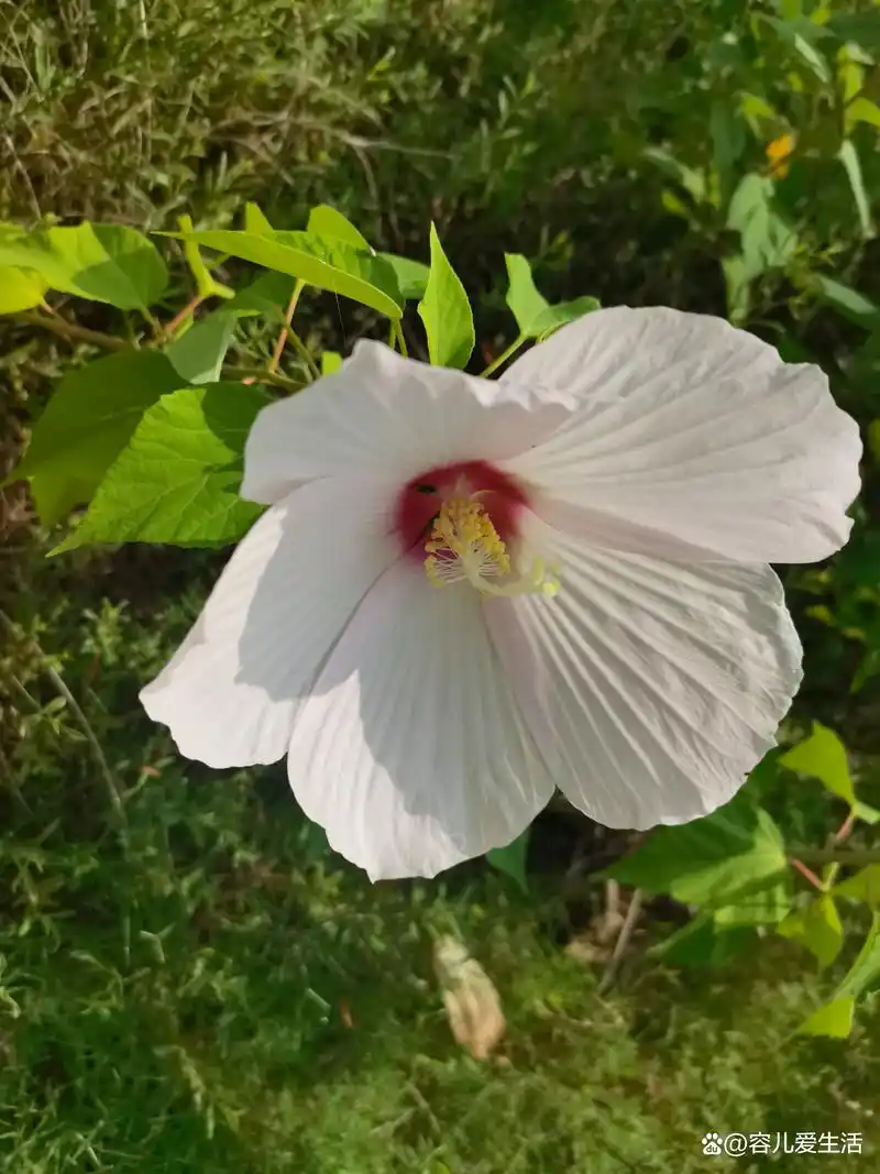 大花秋葵是秋葵吗?20多厘米的花头和我手掌一样大,你认识它吗