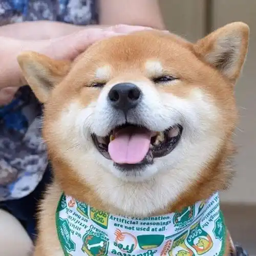 十大适合家养的狗排名(盘点10种好看又听话的狗狗)