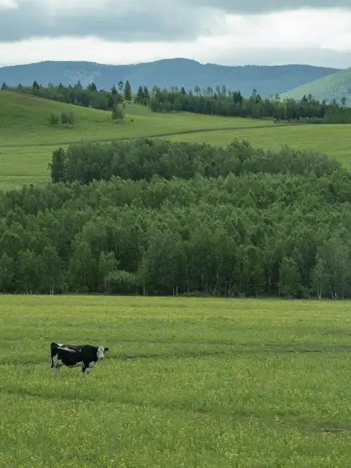 呼伦贝尔夏行记(草原篇)