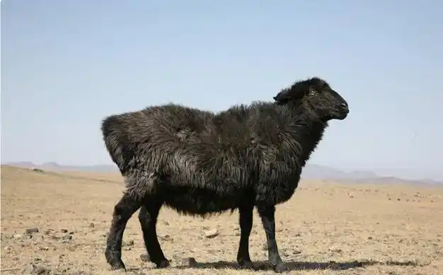 总之,新疆地区羊养殖技术要点包括品种选择,草场选择与利用,饲养管理