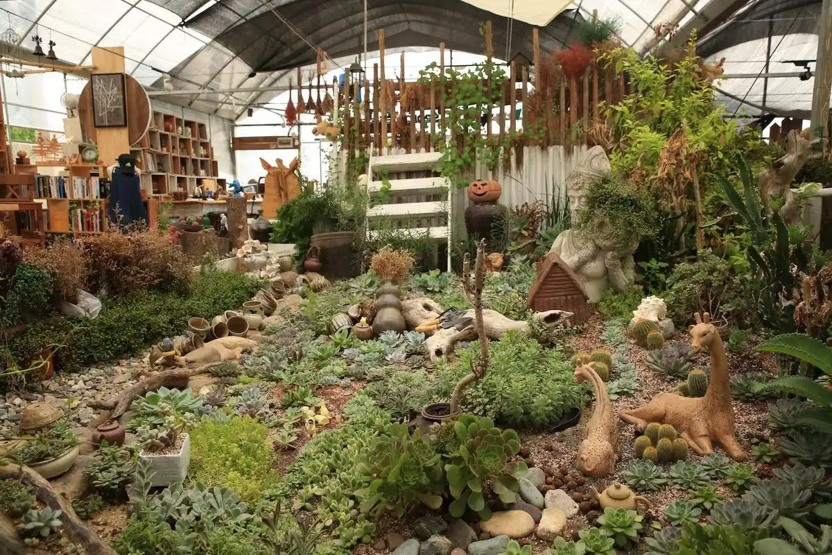 何平的多肉花园一景.