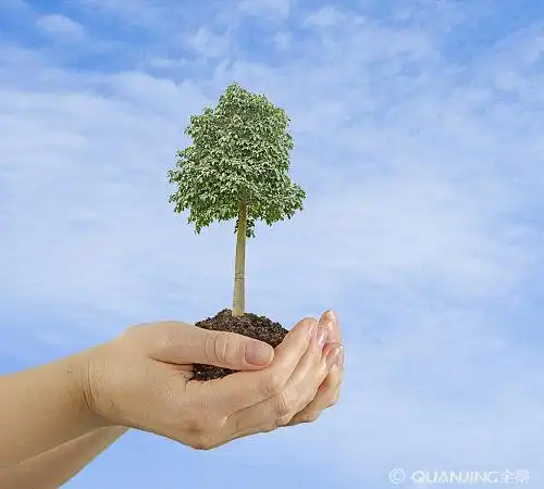 树苗图片_图片大全