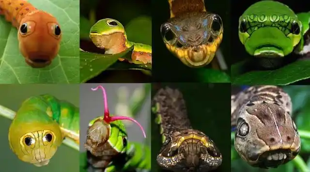 在一些飞蛾,蝴蝶和鱼身上可以看到明显的圆形斑点,这个被称为拟态.