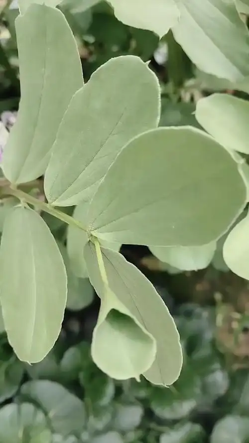 蚕豆叶中的奇葩