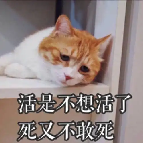 表情包或者说说配图吧