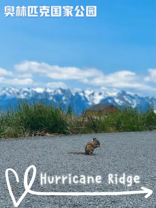 266奥林匹克国家公园hurricaneridge