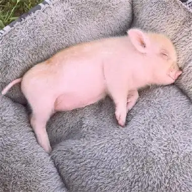 宠物猪头像可爱粉红色萌萌哒