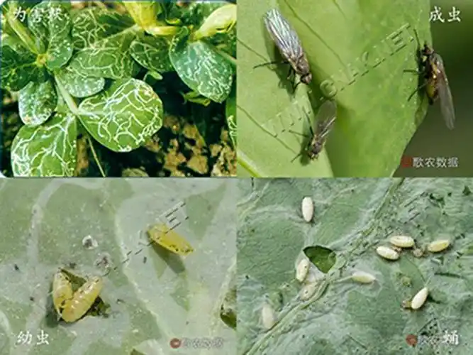 豌豆潜叶蝇