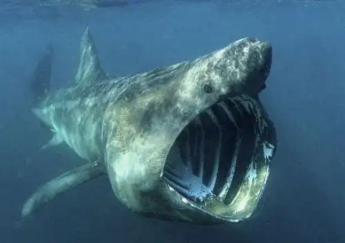 新的化石分析显示,这种平均身长16米的史前狂鲨最喜欢捕食小须鲸,但