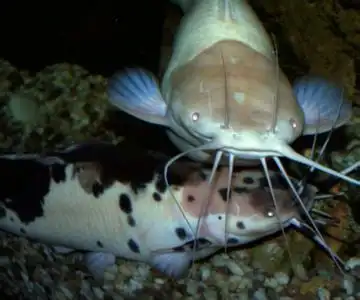 鱼身细长头扁平嘴有胡须,请问这是什么鱼啊?