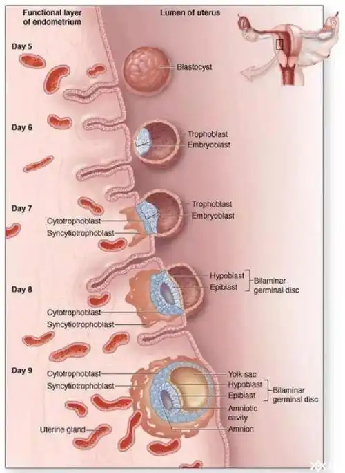 胚胎移植后的着床过程