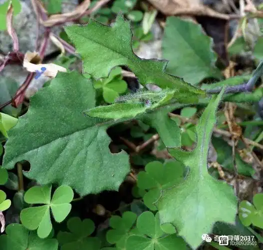 一点红,春回大地,万绿丛中一点红