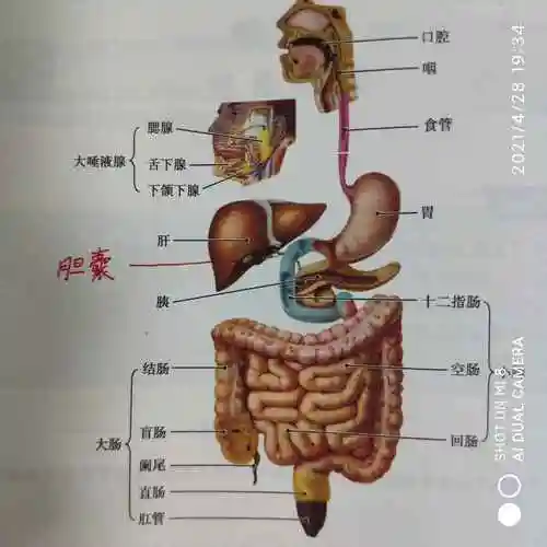 胆囊在哪里(怎样判断是不是肝疼)_威创科技网