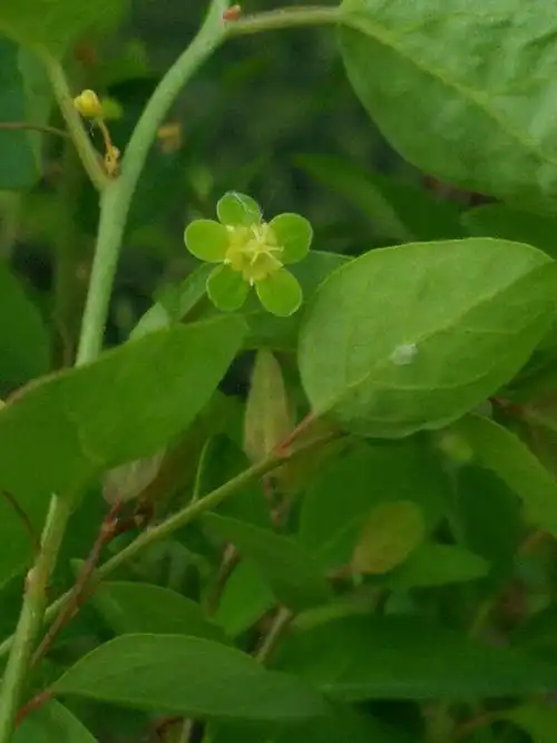 叶下珠科雀舌木属——雀儿舌头