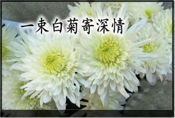 捧一束清馨的香菊 穿过如雨的泪帘 爸爸我又深情地怀念您 寄一份永远