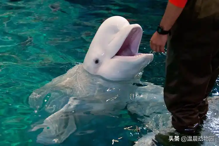 辟谣:白鲸对所有游客都一视同仁?