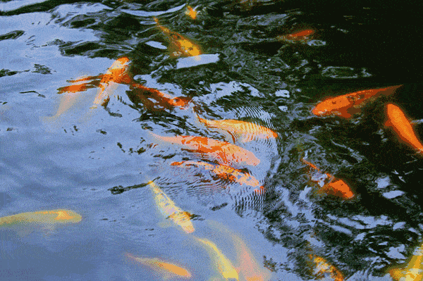 抚顺月牙岛公园又添新成员…吸引很多市民来观赏!-旅游频道-手机搜狐