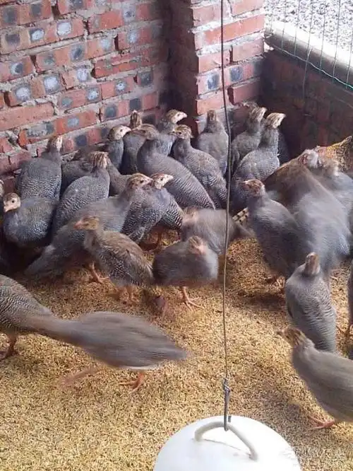 区分珍珠鸡雌雄的办法