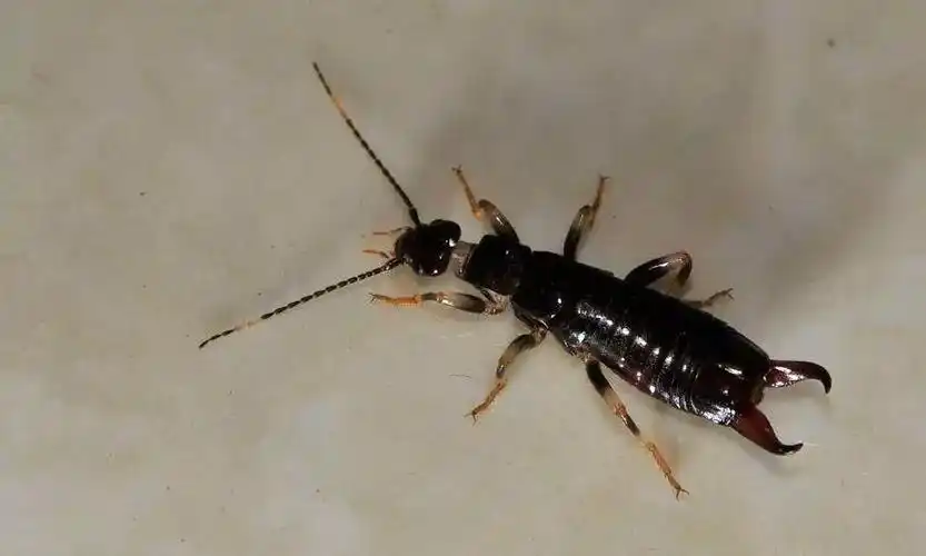 这种虫子最近频繁出现,有毒吗?