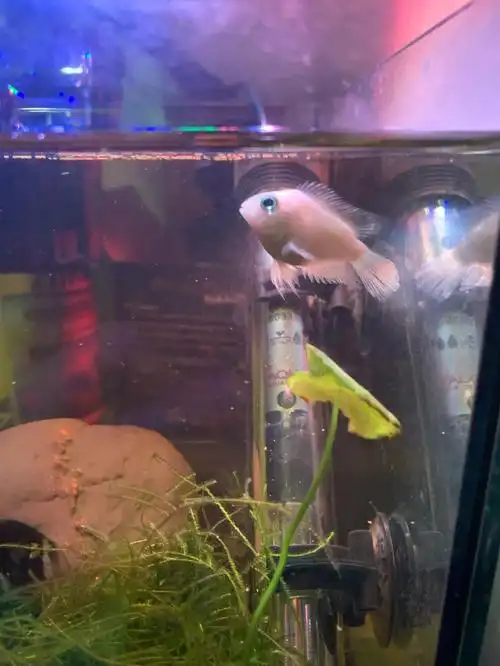 一个宝蓝 一直搞不懂那只是 那只是母 求大神指导#迷你鹦鹉鱼  #迷你