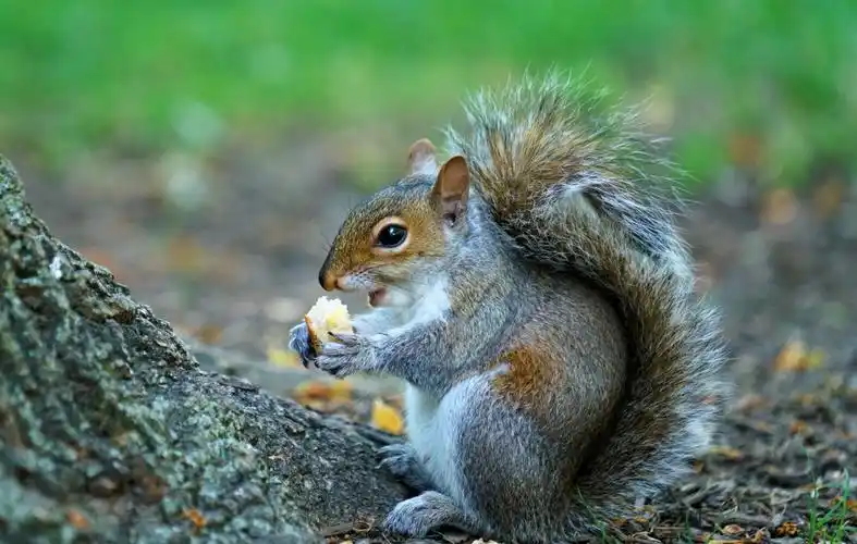 绿地萌宠~~可爱的小松鼠