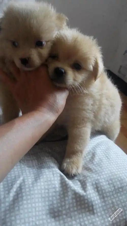 博美串串找领养.妈妈是纯种博美哦!找错了爸爸,可惜