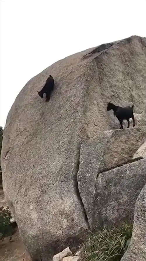山羊的爬山能力着实让人惊叹