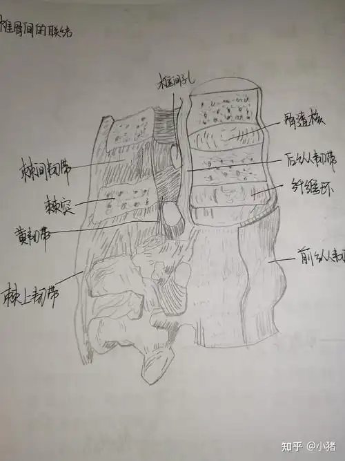 这是椎骨间联结还是很好看的吧,哈哈
