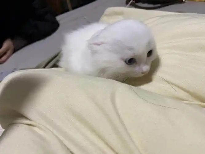 来自狮子猫幼崽的圆脑壳