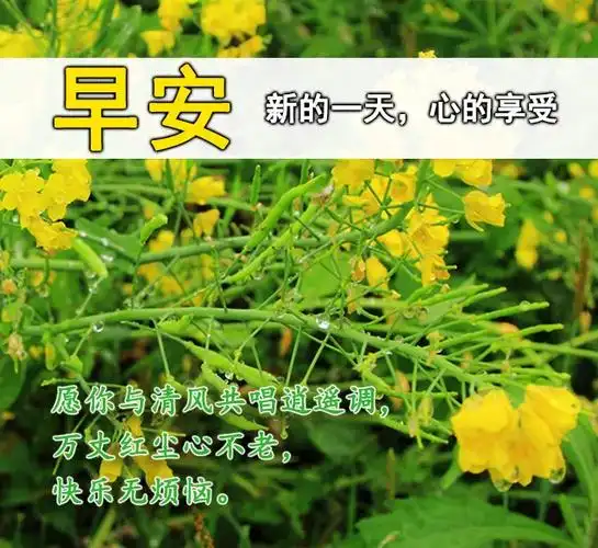 原创最新版早晨唯美动态图早上问候语温馨正能量暖心的短句早安