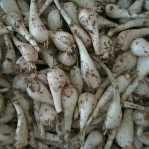 荞头藠头5斤农家自种新鲜小荞头腌制原料其它