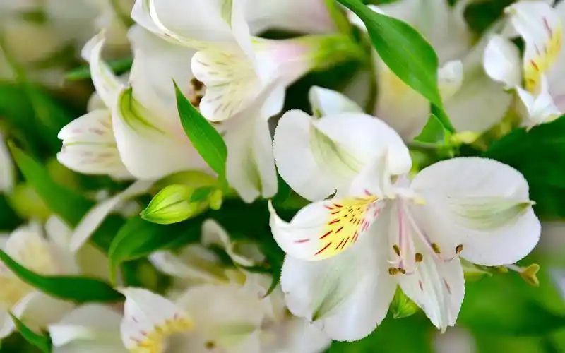 白百合,花朵,花瓣,微距摄影 4k