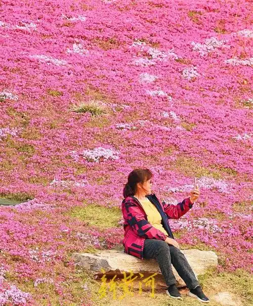 济南最大福禄考花海迎来盛花期ai播泉城