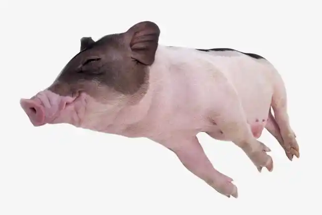 国风写意黑白透明狗狗趴着哈士奇哈士猪矢量素材