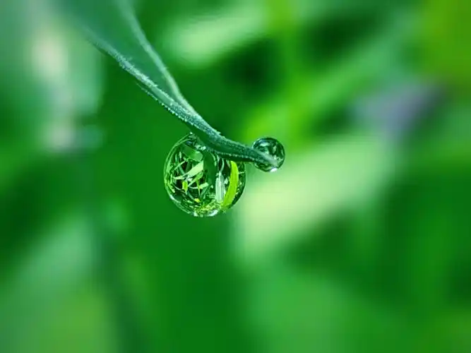 分享一组雨后的水珠和清晨的露珠晶莹剔透友友们是否喜欢为了拍它们让